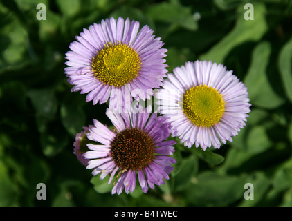 Bord de mer Fleabane ou Seaside Daisy, Erigeron glucus, Asteraceae California, États-Unis, Amérique du Nord Banque D'Images