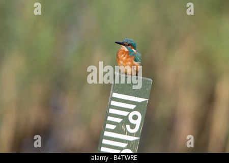 Kingfisher Alcedo atthis mâle adulte, perché sur un poste de mesure Banque D'Images