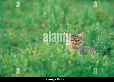 Chat Sauvage Africain (Felis libyca) la chasse dans les herbes hautes, sauvage, le Parc National du Serengeti, Tanzanie Banque D'Images