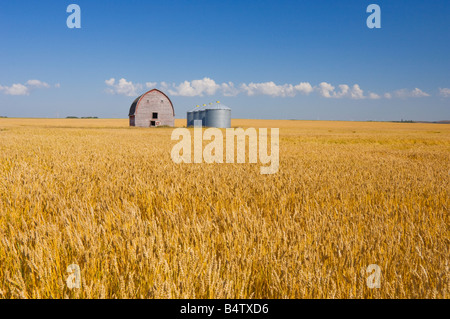 Un champ de blé mûr avec une ancienne grange et bacs de stockage du grain près de Bruxelles, Manitoba Canada Banque D'Images