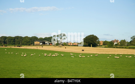 Le pâturage du bétail en anglais meadow farm, près de l'extérieur en été, Shrewsbury Shropshire sun England UK Royaume-Uni GB Banque D'Images