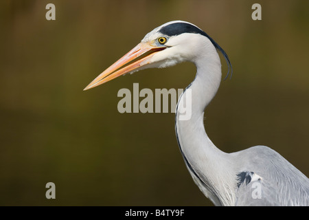 Héron cendré Ardea cinerea adultes close up de la tête et des épaules regardant patiemment debout pour les proies dans le Worcestershire. Banque D'Images
