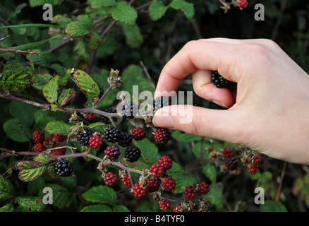 Cueillette de Blackberry dans le Nord du Devon. Banque D'Images