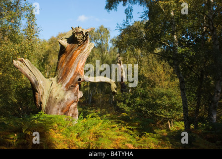 Vieux Chêne pourri dans la forêt de Sherwood, Nottinghamshire. Banque D'Images