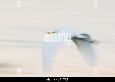 Flou intentionnel de grande aigrette en vol Banque D'Images