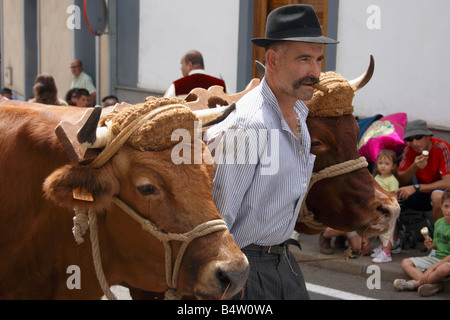 Exploitant agricole espagnol smoking cigar menant vaches à travers street à fiesta del Pino sur Gran Canaria dans les îles Canaries Banque D'Images