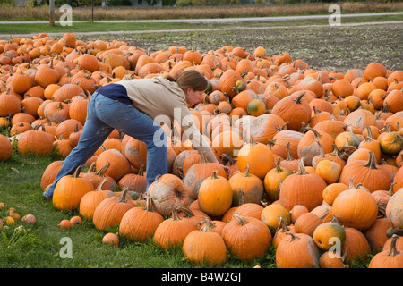 Bay City Michigan un travailleur sélectionne les citrouilles d'un tas de produits de la ferme à Heinz d'un contrôle routier farmers market Banque D'Images