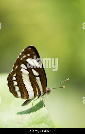 Neptis hylas. Marin commun papillon de la campagne indienne. L'Andhra Pradesh, Inde Banque D'Images