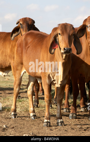 Bétail de Brahman rouge sur une ferme en Afrique du Sud Banque D'Images