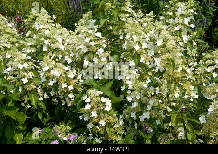 Hydrangea paniculata 'Kyushu' Banque D'Images