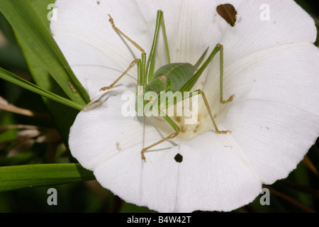 Bush mouchetée Leptophyes cricket moricei Tettigoniidae femelle sur liseron des champs de couverture UK Banque D'Images