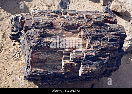 Forêt Pétrifiée forêt pétrifiée dans des échantillons national monument Damaraland Namibie Banque D'Images