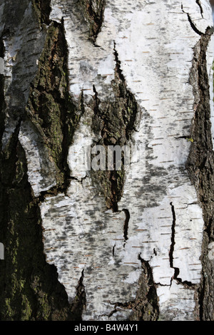 Bouleau blanc Betula pendula CLOSE UP OF TREE TRUNK Banque D'Images