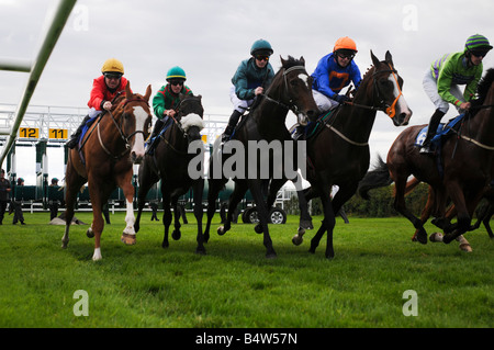 Éclatant de chevaux à partir de la cale au Beverley hippodrome, UK Banque D'Images