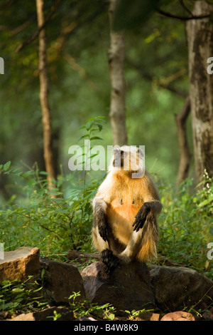 Un adulte gray langur regarde le soleil se lever, le parc national de Ranthambore, Rajasthan, Inde Banque D'Images