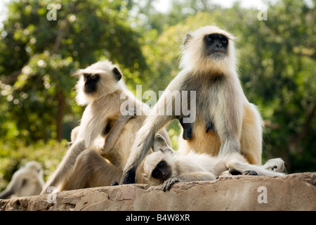 Deux femmes de langurs gris et leurs bébés, le Fort de Ranthambore, parc national de Ranthambore, Rajasthan, Inde Banque D'Images