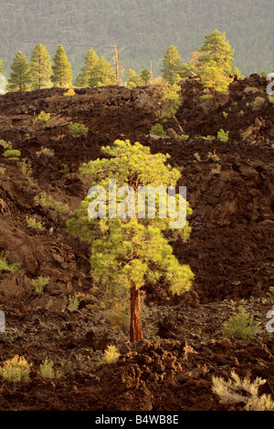 Les arbres situés dans des coulées de Sunset Crater, Flagstaff, Arizona USA Banque D'Images