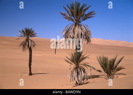 Palmier poussent dans une vallée - où la nappe phréatique est proche - dans l'Ubari Mer de Sable, dans le désert du Sahara, la Libye. Banque D'Images