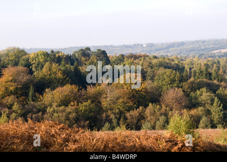 Une vue d'automne sur l'Ashdown Forest dans l'East Sussex Banque D'Images