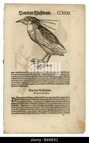 Zoologie / animaux, manuels, 'Historia animalium', par Conrad Gessner, Zurich, Suisse, 1551 - 1558, héron nocturne à couronne noire (Nycticorax nycticorax), coupe du bois, Banque D'Images