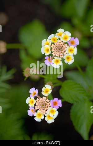 Fleur de Lantana Banque D'Images