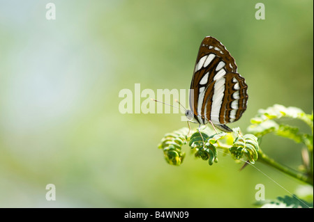 Neptis hylas. Marin commun papillon de la campagne indienne. L'Andhra Pradesh, Inde Banque D'Images