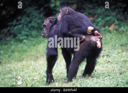 Le chimpanzé, Pan troglodytes, Gombe Stream National Park, Tanzania, Africa Banque D'Images