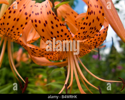 Tiger Lilies en pleine floraison Banque D'Images