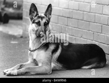 Une photo d'un chien alsacien Banque D'Images