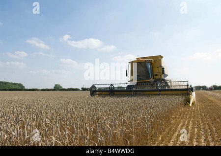 Combine harvester in wheat field Banque D'Images