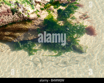 Un banc de petits poissons nageant près d'algues vertes de protection au bord d'un rockpool Banque D'Images