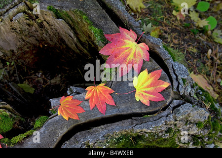 Le monde s plus parfaite belle vigne feuilles feuilles d'érable rouge et or aller au cours de l'automne changement de couleur Banque D'Images