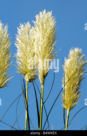 L'herbe de la pampa (cortaderia selloana) Banque D'Images