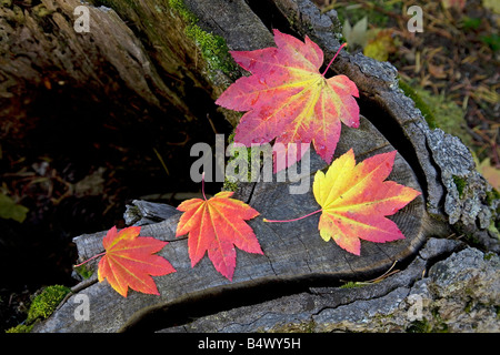 Le monde s plus parfaite belle vigne feuilles feuilles d'érable rouge et or aller au cours de l'automne changement de couleur Banque D'Images