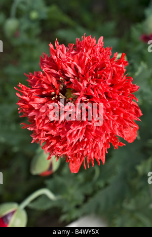 Double rouge coquelicot Papaver orientale la floraison en Juin Banque D'Images