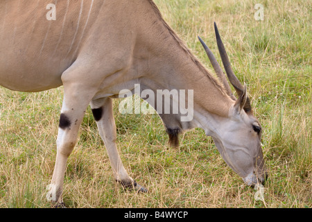 Taurotragus oryx éland commun dans un parc safari antilope Banque D'Images