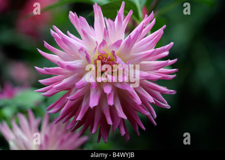 Dahlia (Amy K) Banque D'Images