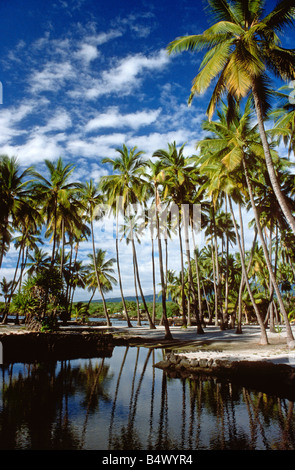 Des cocotiers Pu uhonua O Honaunau Ville de Refuge île de Hawaii USA Banque D'Images