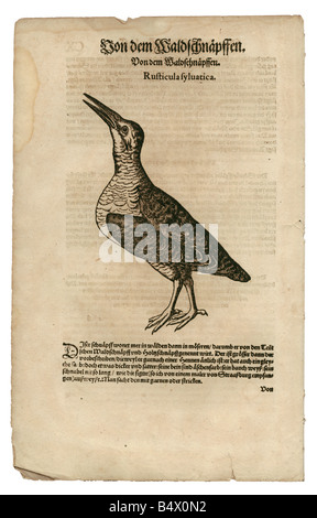 Zoologie / animaux, manuels, 'Historia animalium', par Conrad Gessner, Zurich, Suisse, 1551 - 1558, Bécasse eurasienne (Scolopax rusticola), coupe du bois, Banque D'Images