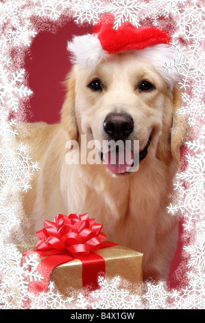 Carte de Noël Golden Retriever Banque D'Images