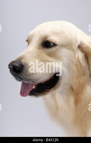 Golden Retriever Banque D'Images