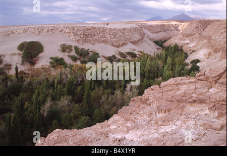 L'Toconao Oasis dans le désert d'Atacama au nord du Chili Banque D'Images