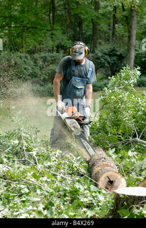 Un arbre tombé la coupe d'un chirurgien Oak tree Banque D'Images