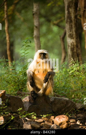 Un adulte gray langur, le parc national de Ranthambore, Rajasthan, Inde Banque D'Images