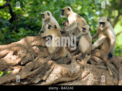 Un groupe familial de langurs gris sur un arbre banian, fort de Ranthambore, parc national de Ranthambore, Rajasthan, Inde Banque D'Images