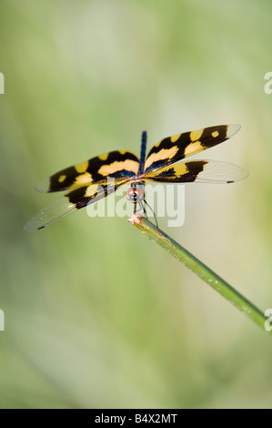 Rhyothemis variegata. Aile photo commune dans la campagne indienne de libellules. L'Andhra Pradesh, Inde Banque D'Images