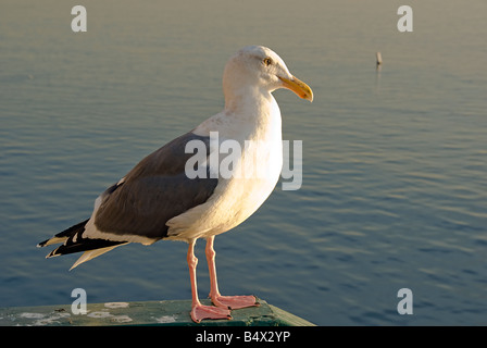 Sea Gull masculins de la baie de Santa Monica, CA Pacific Park Pier Banque D'Images