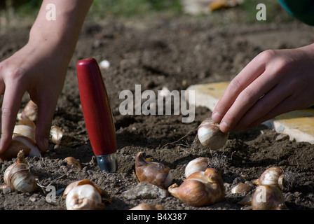 Les travailleurs de parcs et loisirs la plantation des bulbes de tulipes pour le printemps prochain Banque D'Images