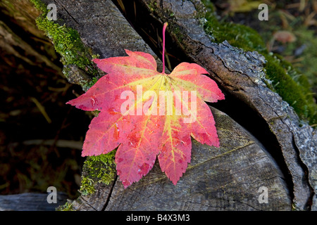 Le monde s plus parfaite belle vigne feuilles feuilles d'érable rouge et or aller au cours de l'automne changement de couleur Banque D'Images
