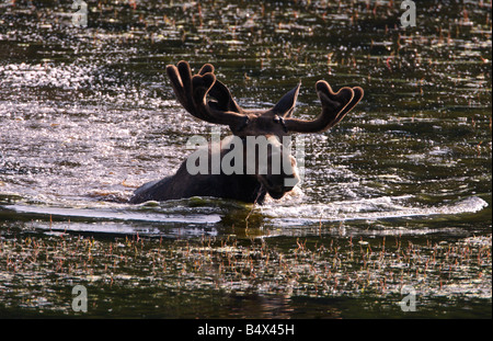 Bull moose Alces alces effrayé par un coyote à terre plonger dans votre île Flottante Lake dans le parc de Yellowstone en Juillet Banque D'Images
